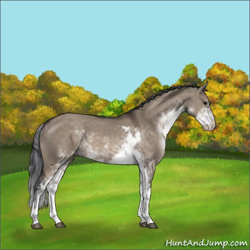 Horse Color:Brown Dun Sabino
