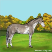 Horse Color:Brown Dun Sabino