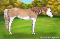 Horse Color:Gold Champagne Splash 
