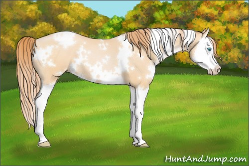 Horse Color:White Spotted Buckskin Pearl Splash