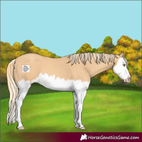 Horse Color:Gold Champagne Splash