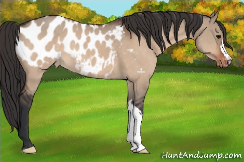 Horse Color:Brown Dun Appaloosa 