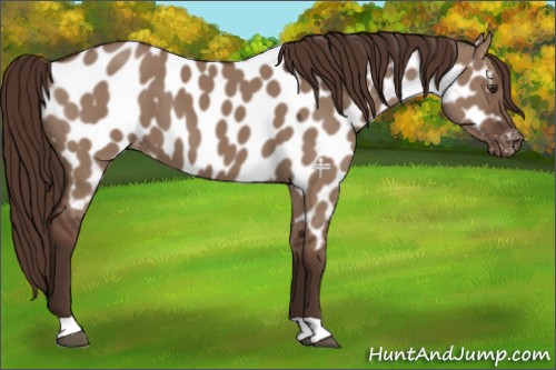 Horse Color:Liver Red Dun Appaloosa 