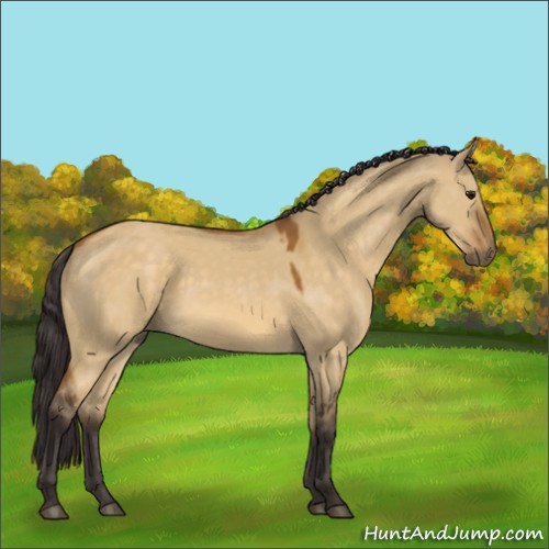 Horse Color:Buckskin Dun 