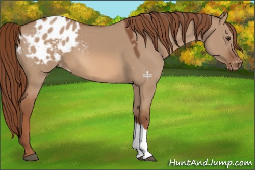 Horse Color:Red Dun Appaloosa 