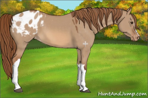 Horse Color:Red Dun Appaloosa 