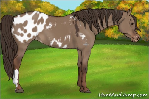 Horse Color:Liver Red Dun Appaloosa 