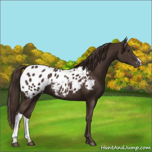 Horse Color:Liver Chestnut Appaloosa 