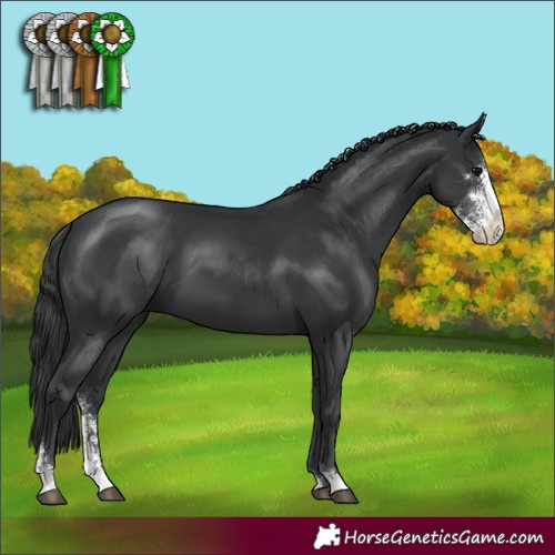 Horse Color:Black Sabino 