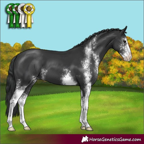 Horse Color:Black Sabino