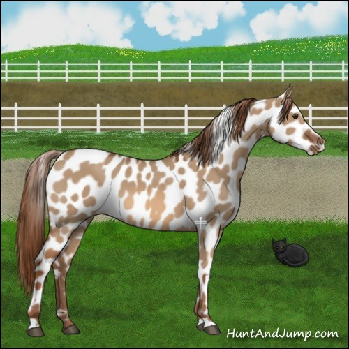 Horse Color:Red Dun Leopard