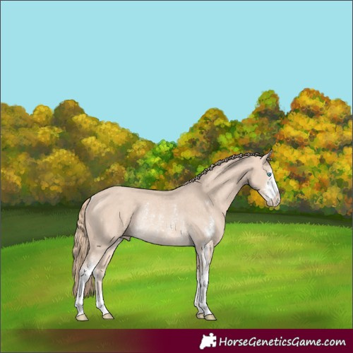Horse Color:Perlino Sabino Rabicano 