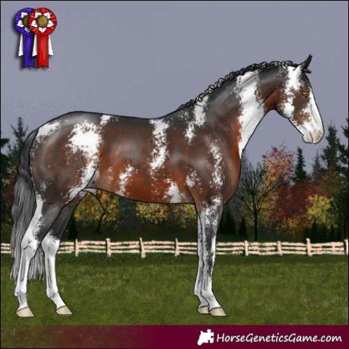 Horse Color:Brown Sabino 