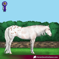 Horse Color:White Spotted Silver Bay Sabino Appaloosa 