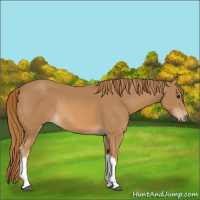 Horse Color:Chestnut Rabicano 