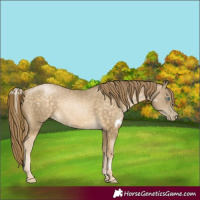 Horse Color:White Spotted Buckskin Pearl Sabino Rabicano 