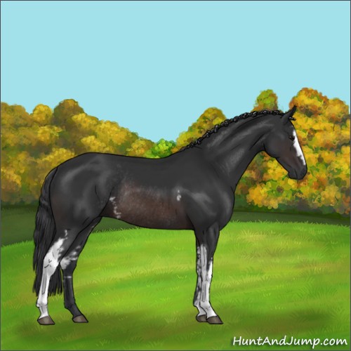 Horse Color:White Spotted Brown Rabicano 