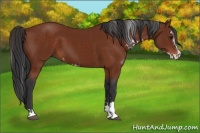 Horse Color:Bay Sabino 