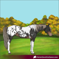 Horse Color:Liver Chestnut Sabino Tobiano Appaloosa 