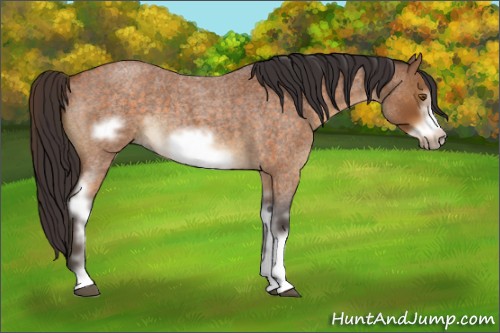Horse Color:White Spotted Buckskin Roan Frame 