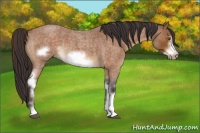 Horse Color:White Spotted Buckskin Roan Frame