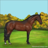 Horse Color:Brown Rabicano 