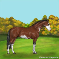 Horse Color:Brown Sabino Rabicano 