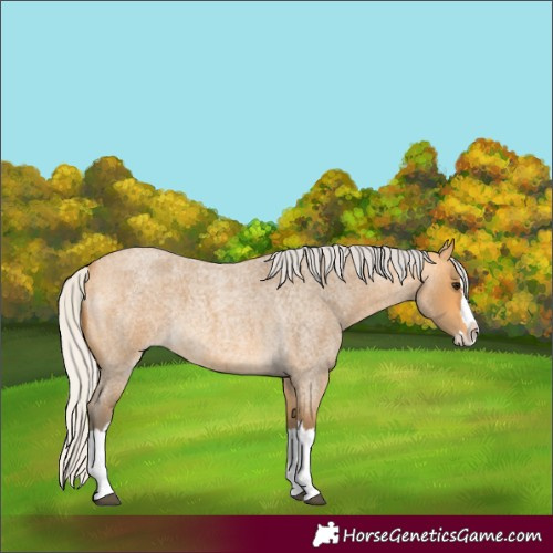 Horse Color:Silver Buckskin Roan Splash 