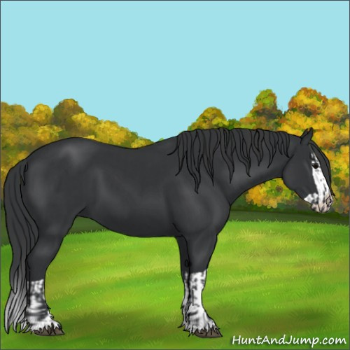 Horse Color:Black and Black Splash