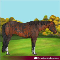 Horse Color:Black and Brown
