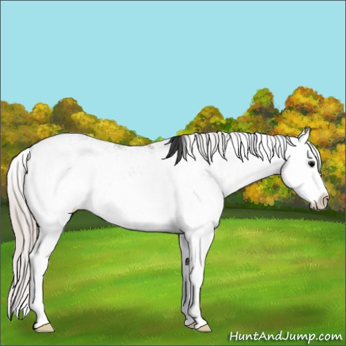 Horse Color:Grullo Sabino Splash  and Silver Grullo Sabino Splash 