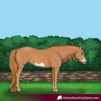 Horse Color:Chestnut Splash Frame 