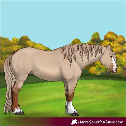 Horse Color:Red Dun