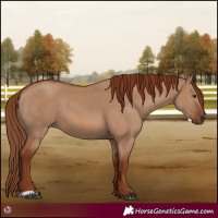 Horse Color:Red Dun 