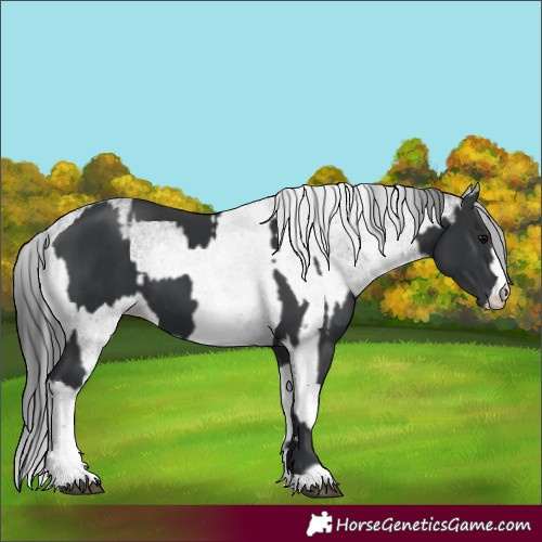 Horse Color:Black and White Spotted Black