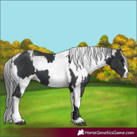 Horse Color:Black  and White Spotted Black 