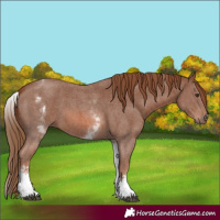 Horse Color:White Spotted Chestnut Sabino 