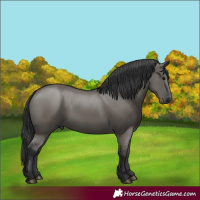 Horse Color:Grullo  and Grullo 