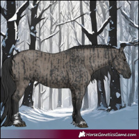 Horse Color:Black and Grullo