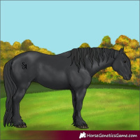 Horse Color:Black  and Black Rabicano 