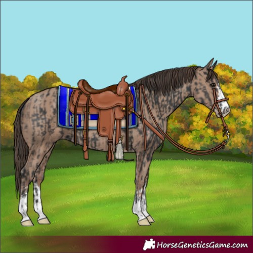 Horse Color:Black  and Classic Champagne 