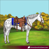 Horse Color:Blue Roan Appaloosa Rabicano 