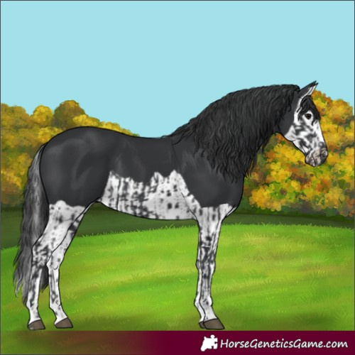 Horse Color:Black  and Black Splash 