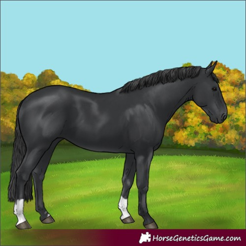 Horse Color:Black and Black