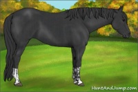 Horse Color:Black  and Black 