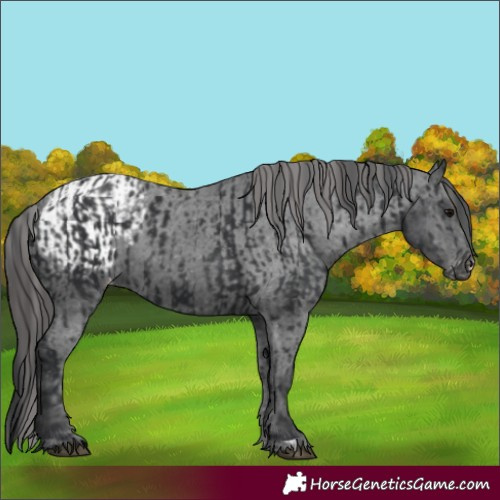Horse Color:Black  and Black Appaloosa 