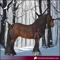 Horse Color:Black  and Brown 