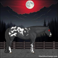 Horse Color:Black  and Black Blanket 
