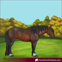 Horse Color:Black  and Brown 