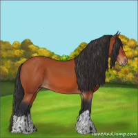 Horse Color:Bay  and Bay 